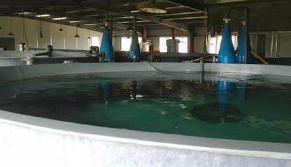 日本黃姑魚工廠化養(yǎng)殖技術與水產(chǎn)品開發(fā)