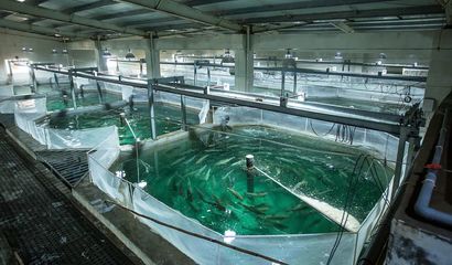 喜報(bào)！國信集團(tuán)兩家水產(chǎn)品公司入選青島首批新經(jīng)濟(jì)潛力企業(yè)